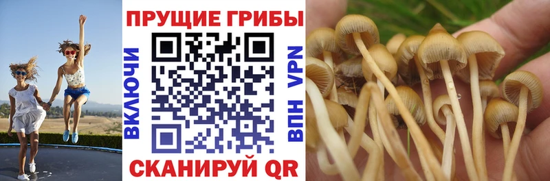 KRAKEN ТОР  Фрязино  это какой сайт  Псилоцибиновые грибы GOLDEN TEACHER 